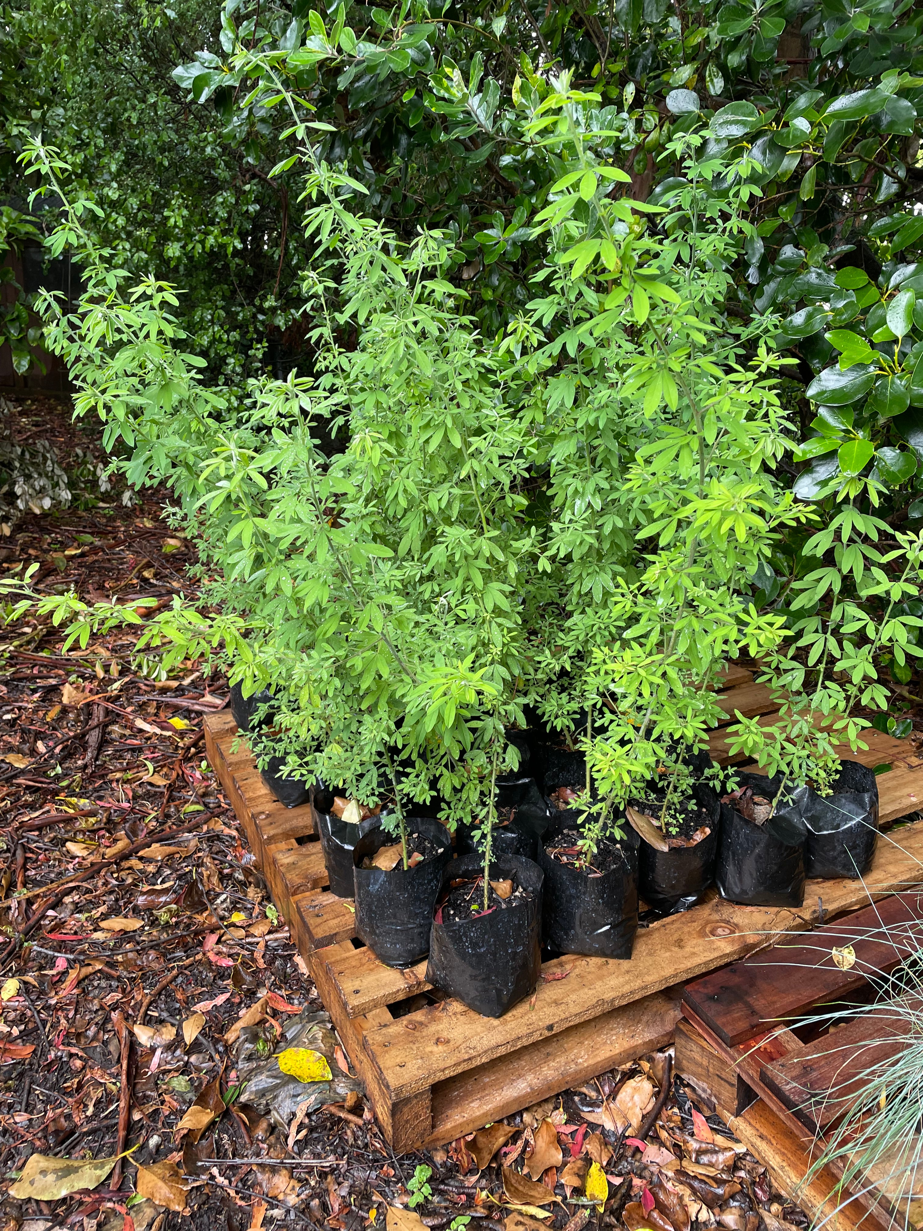 Plants, Trees and Bulbs