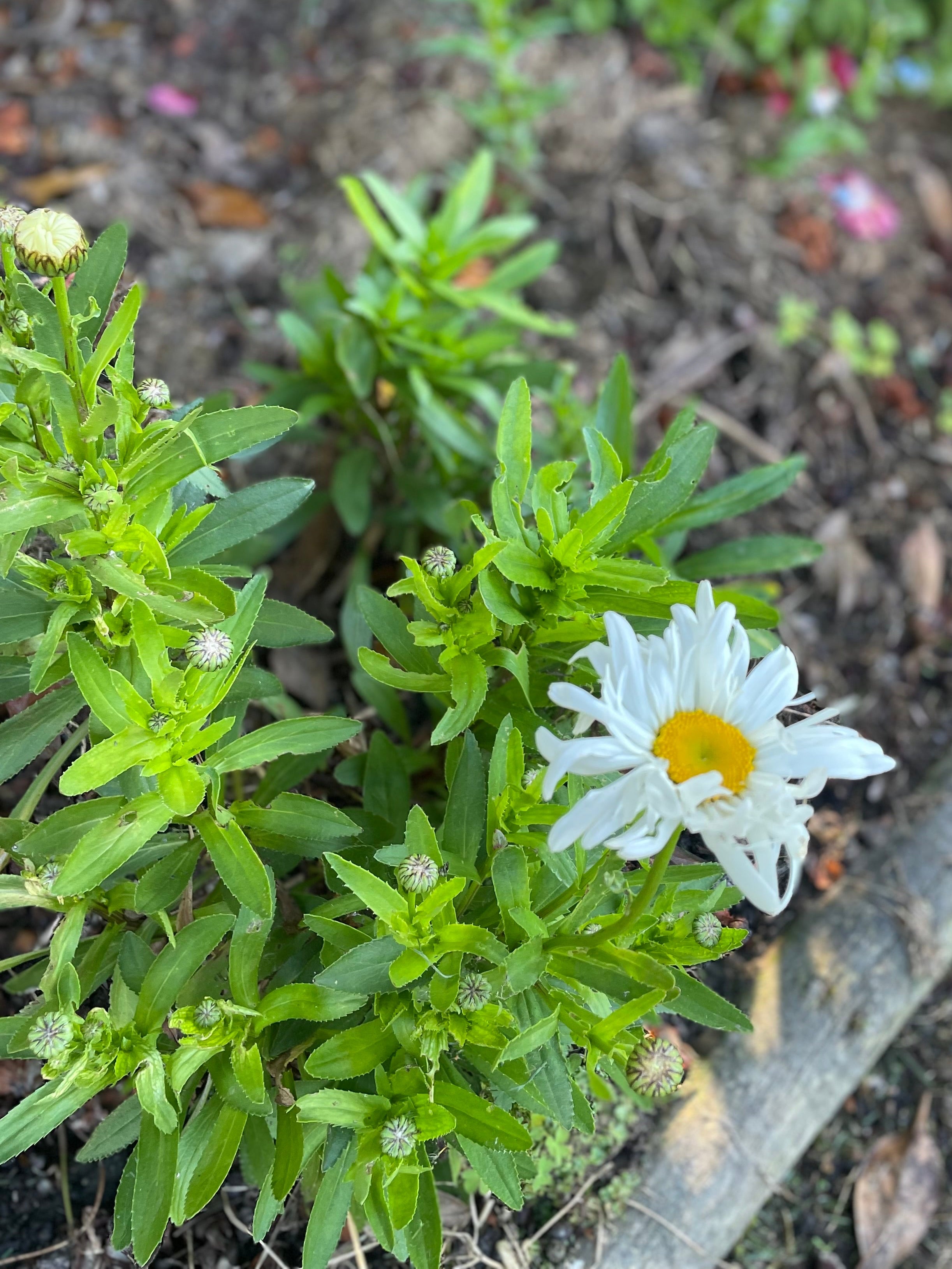 Shasta Daisy - Bare Root Plants