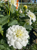 Dahlia - Bride To Be