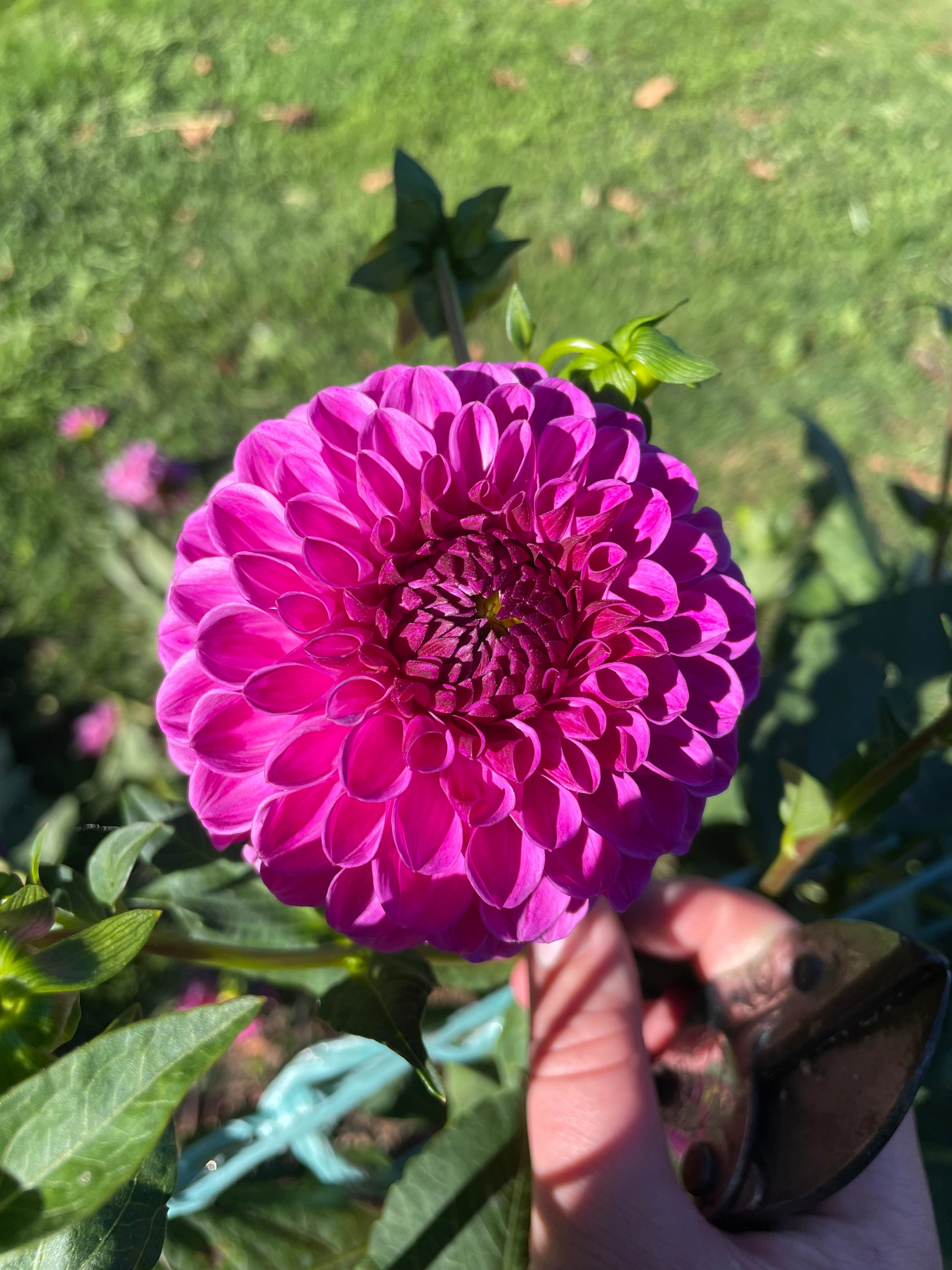 Dahlia - Julio