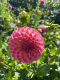 Dahlia - Caitlyn’s Joy