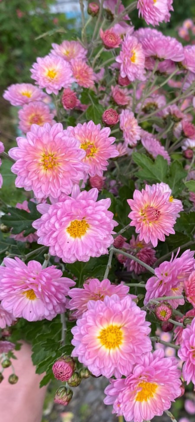 Chrysanthemum - Bare Root Plants