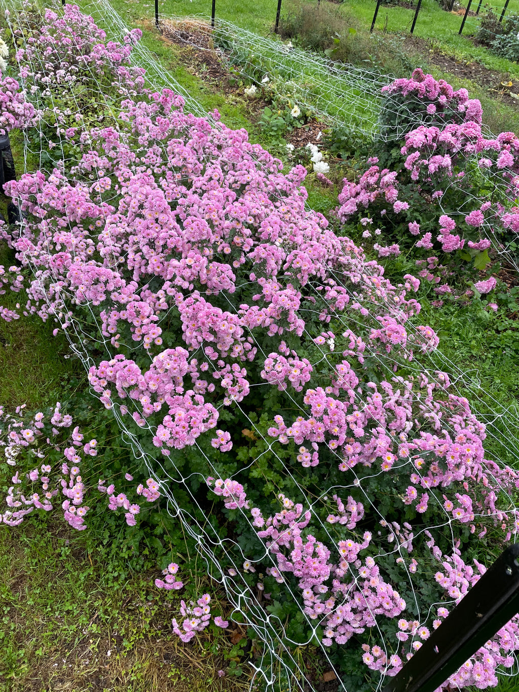 Chrysanthemum - Bare Root Plants