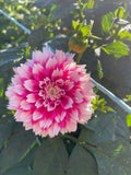 Dahlia - Fuzzy Wuzzy