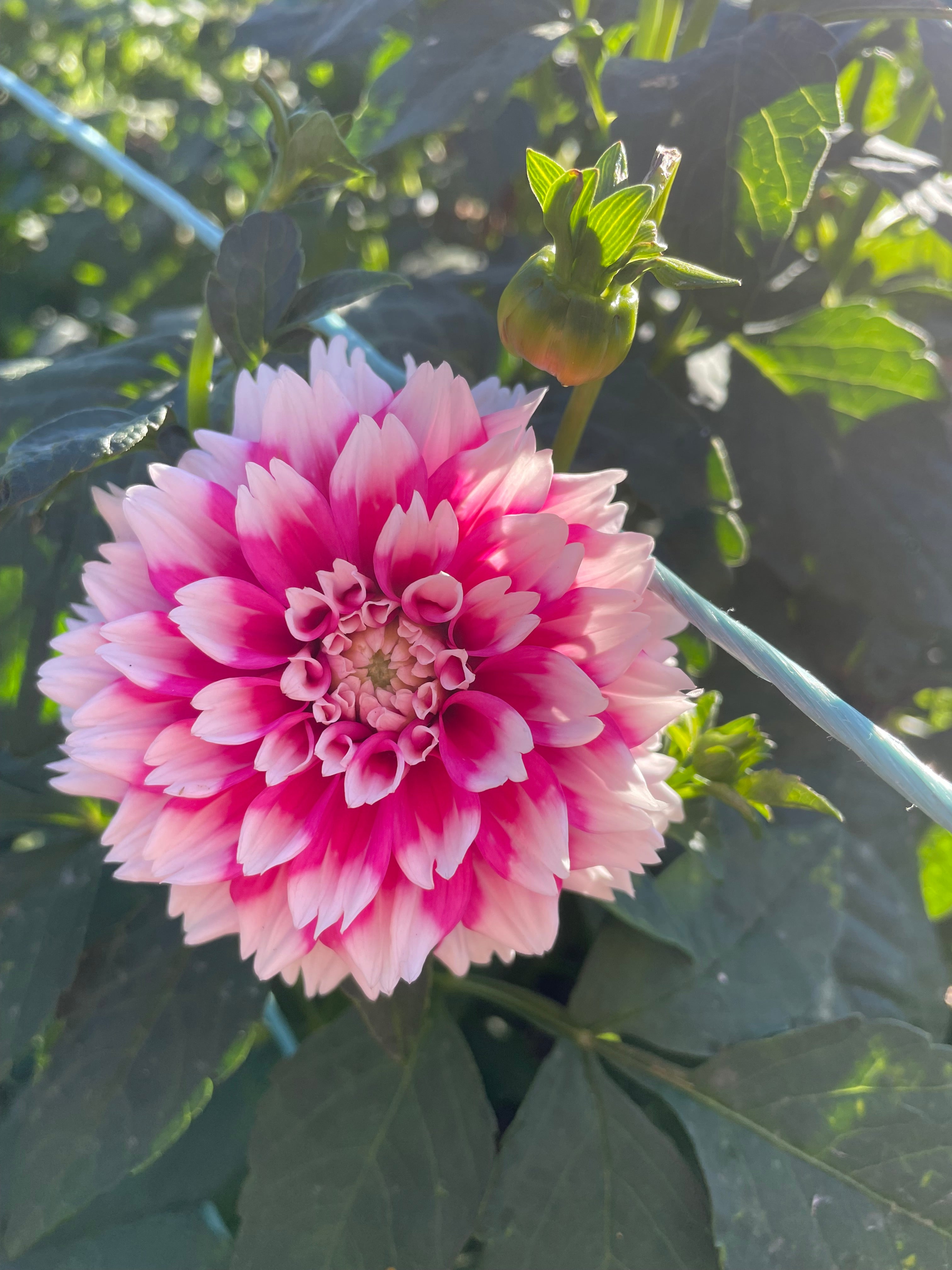 Dahlia - Fuzzy Wuzzy