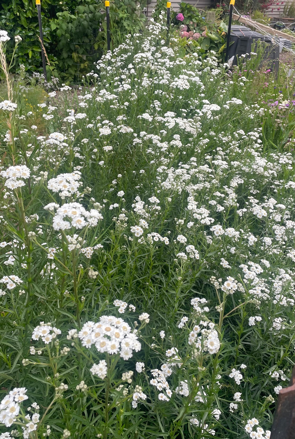 Achillea The Pearl - Bare Root Clumps