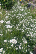 Achillea The Pearl - Bare Root Clumps