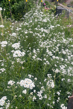 Achillea The Pearl - Bare Root Clumps