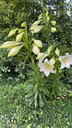 Christmas Lily Bulbs - 5 Bulbs