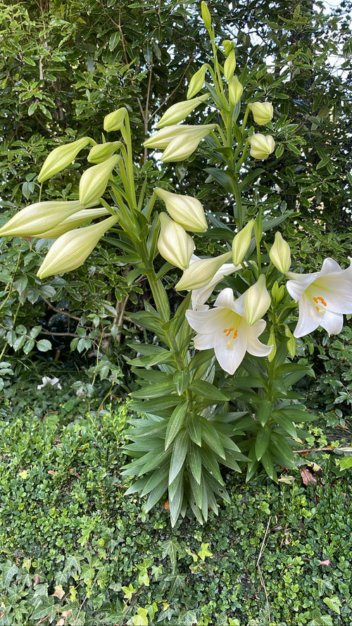 Christmas Lily Bulbs - 5 Bulbs