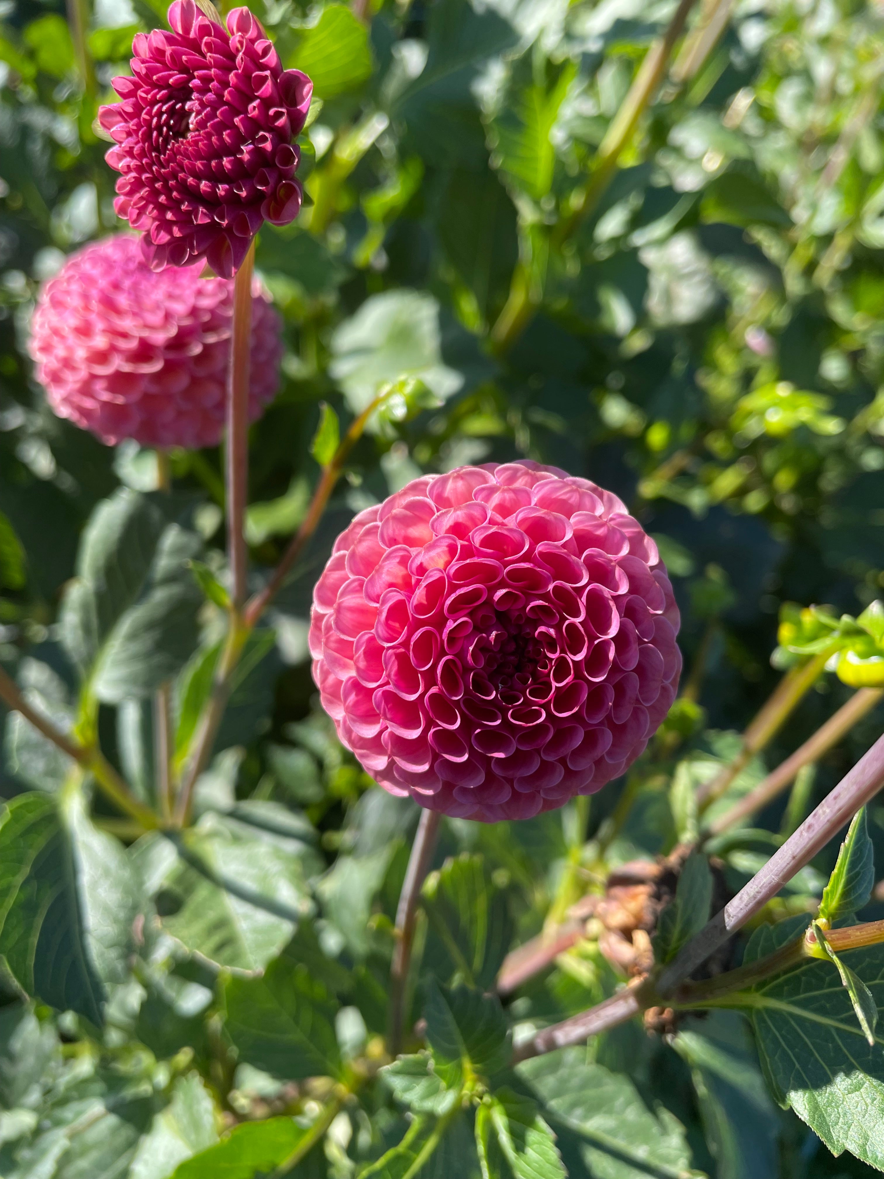 Dahlia - Rocco