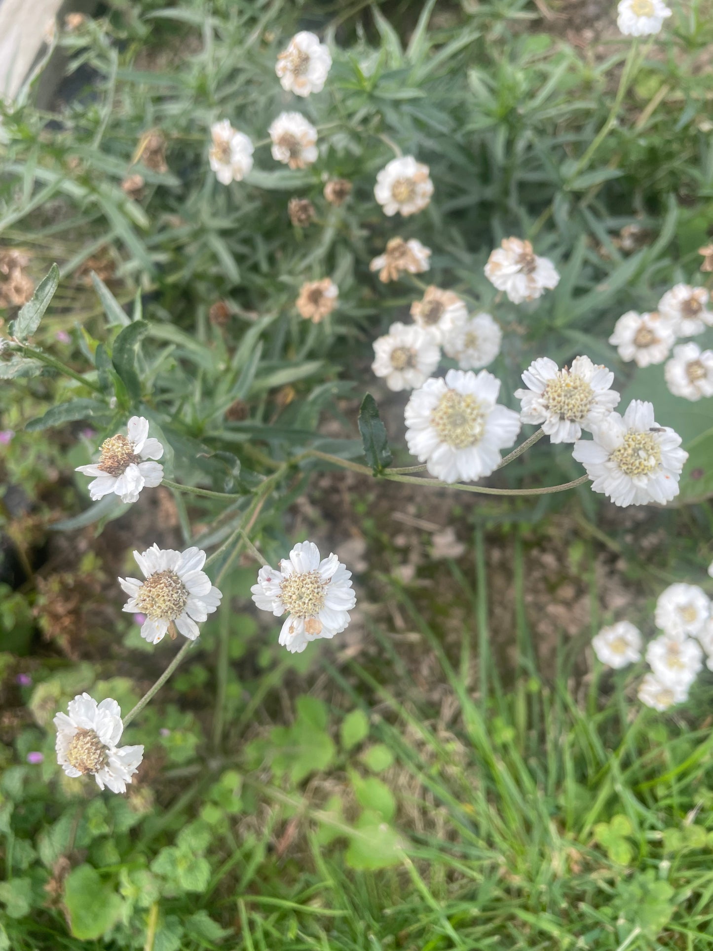 Achillea The Pearl - Bare Root Clumps