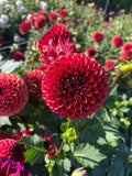 Dahlia - Copper Boy