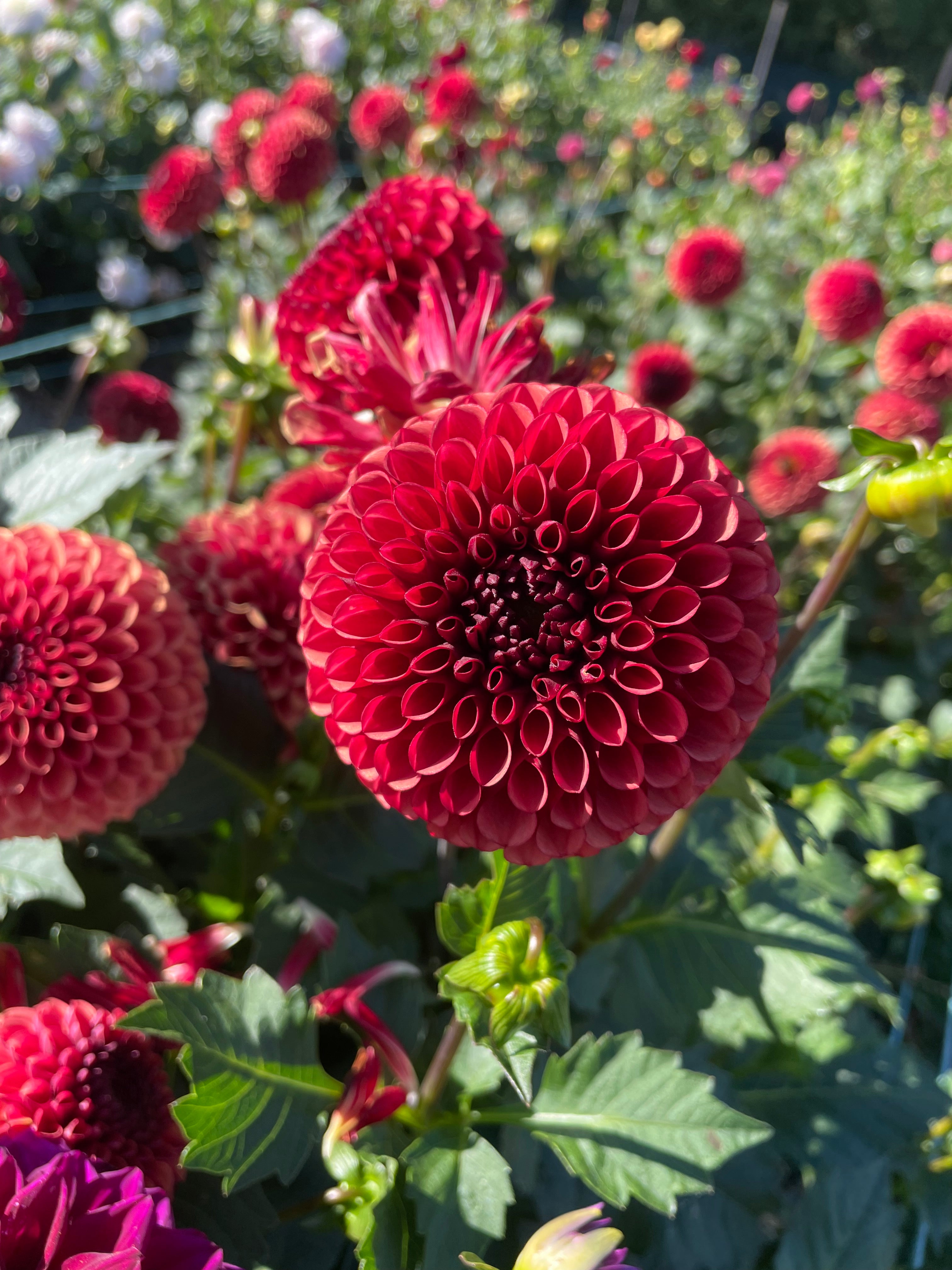 Dahlia - Copper Boy
