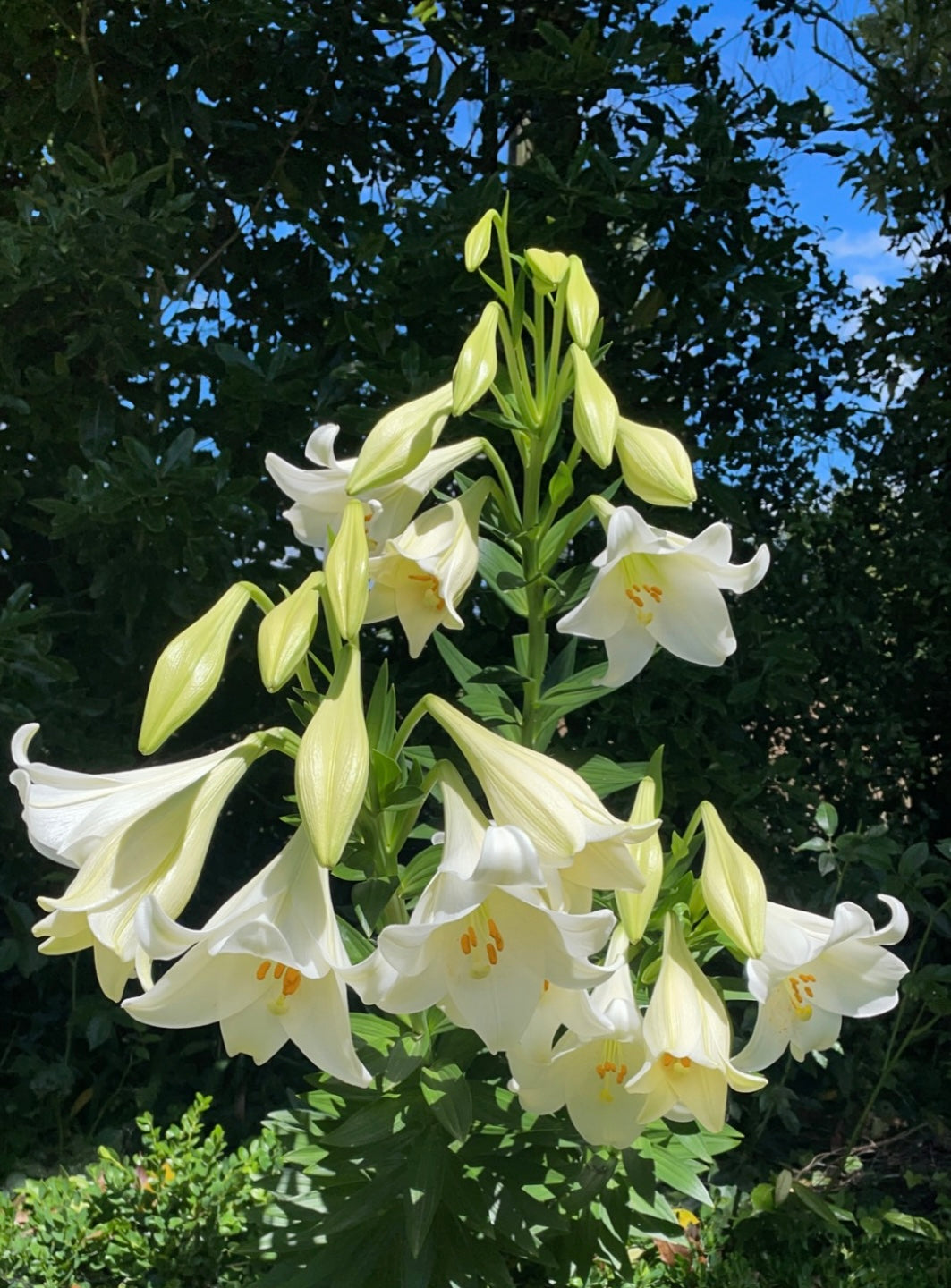 Christmas Lily Bulbs - 5 Bulbs
