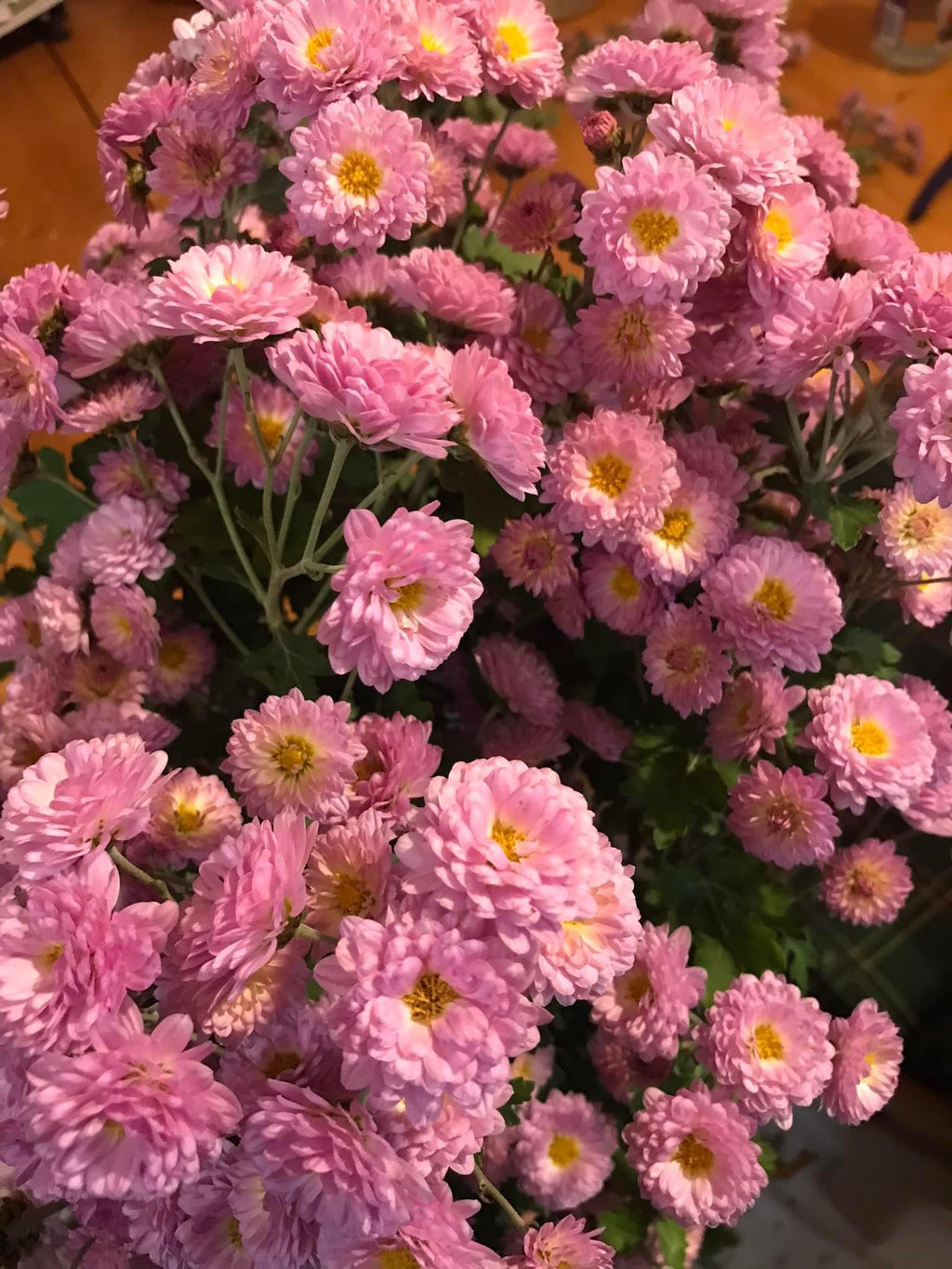 Chrysanthemum - Bare Root Plants